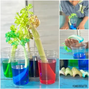 Montessori Science Curriculum